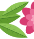 pink flower leaf